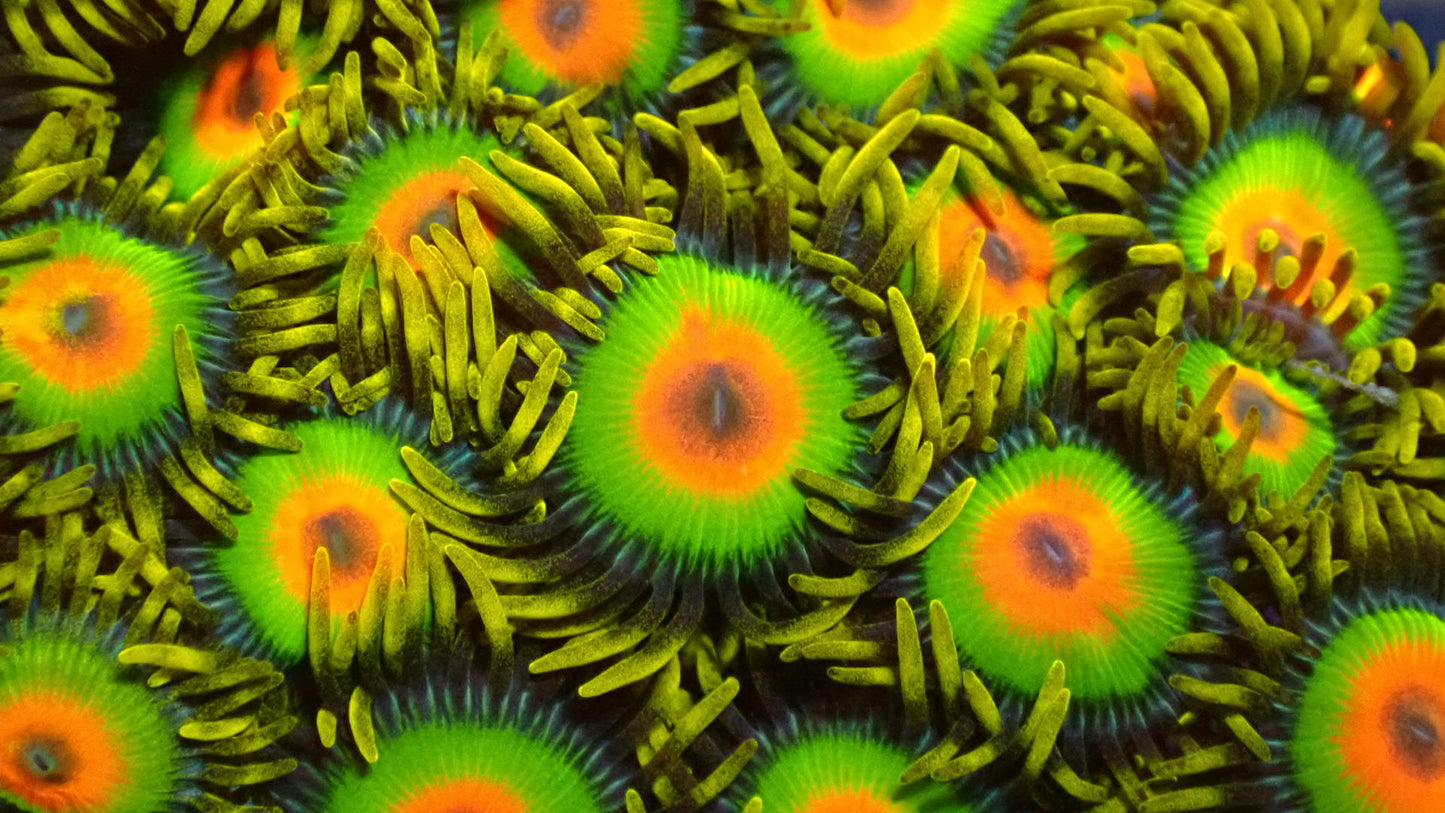 Rasta zoas 1” frag (3-5 heads)