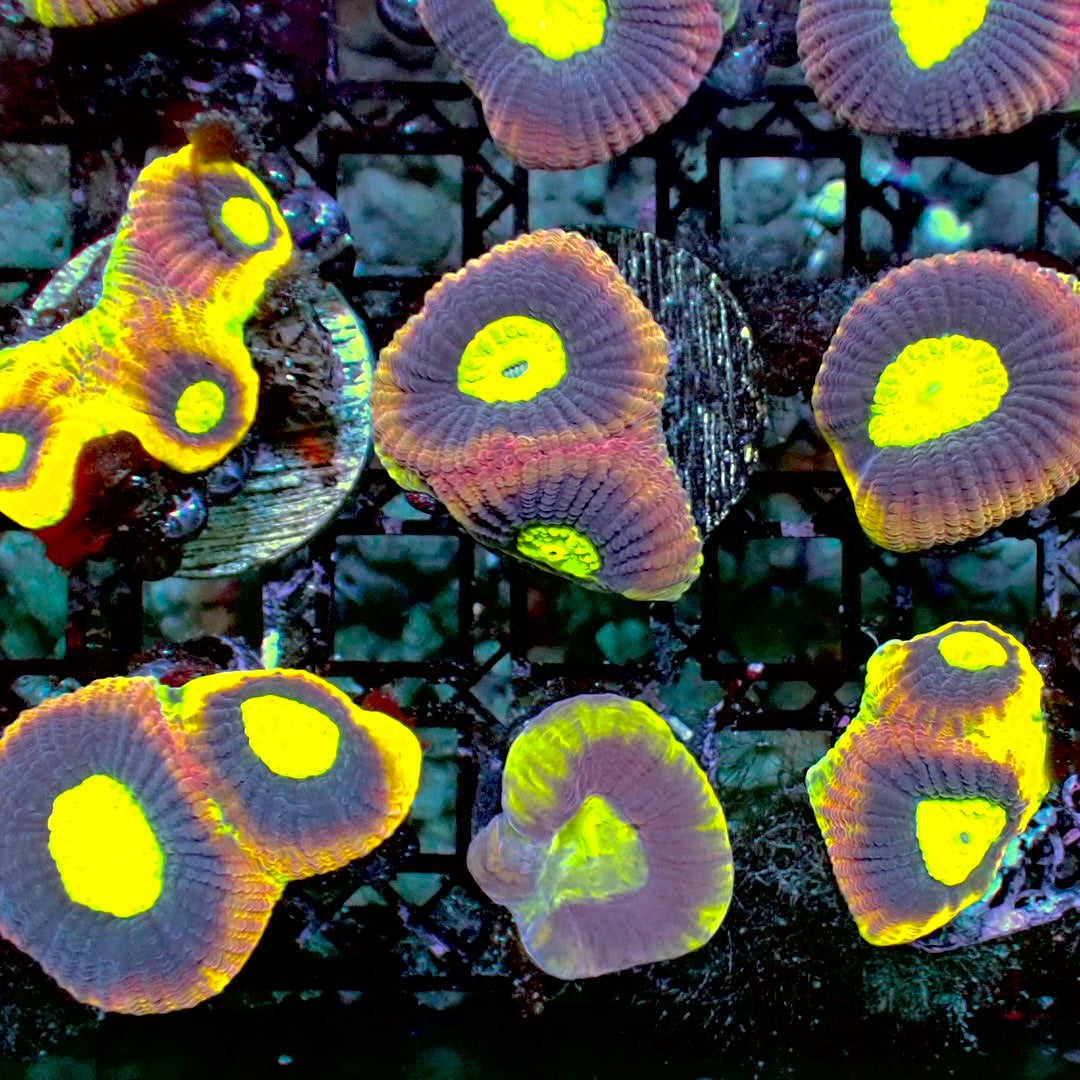 Dragon soul favia 1” frag