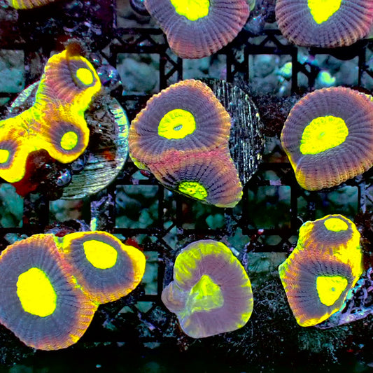 Dragon soul favia 1” frag