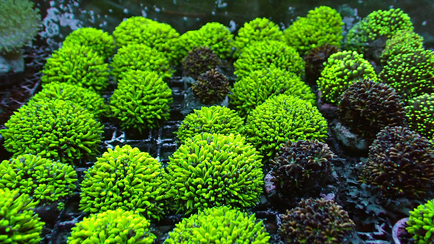 Sonic Galaxia 1” frag