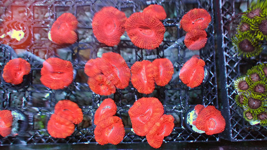 Valentine acan 1” frag
