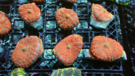 Indian rug mushroom 1” frag