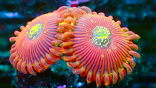 Magician zoas 1” frag