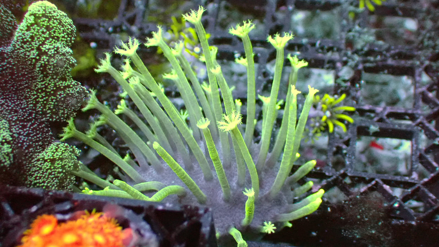 Weeping willow 1” frag