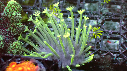 Weeping willow 1” frag