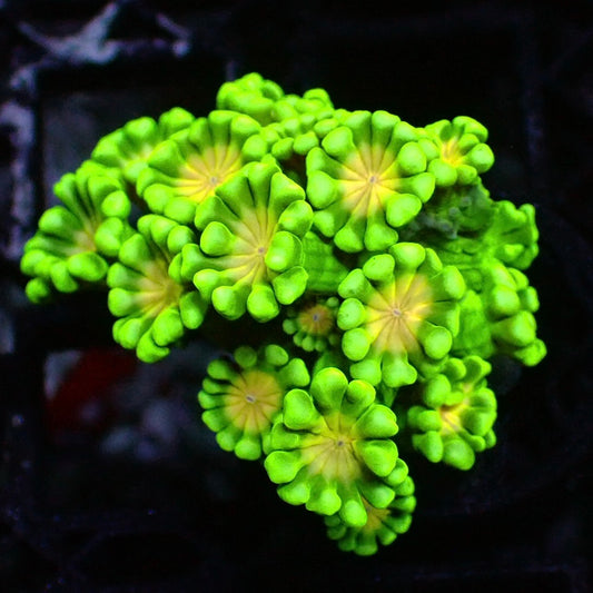 Daisy alveopora 1” frag
