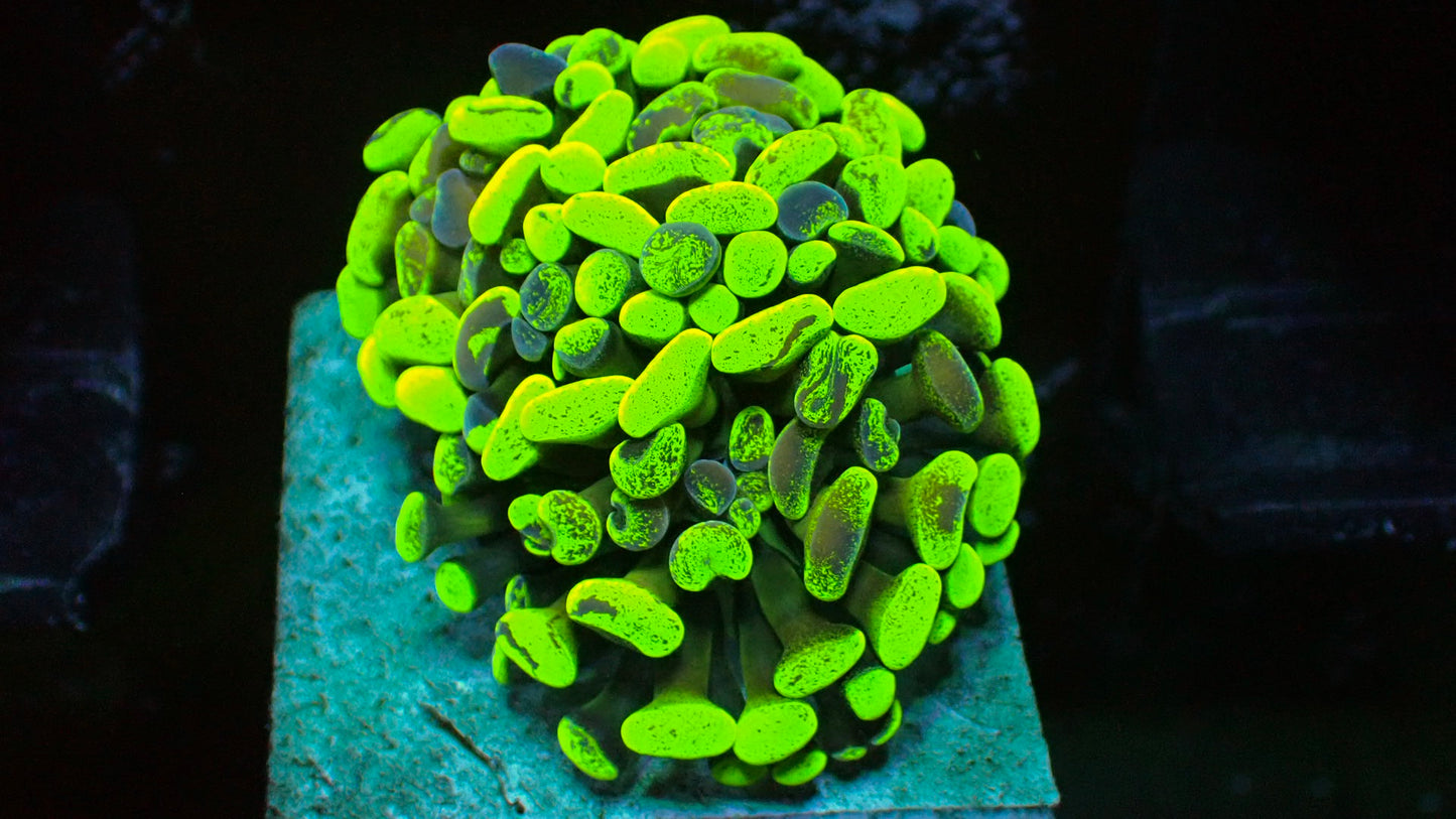 Splatter hammer 1” frag