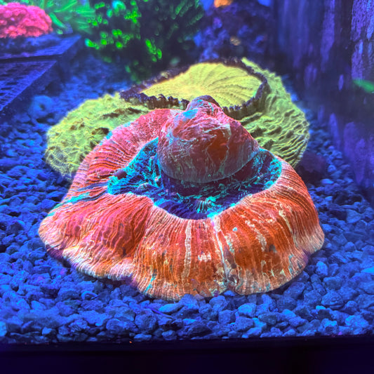 Deadpool welsophyllia 6” WYSIWYG