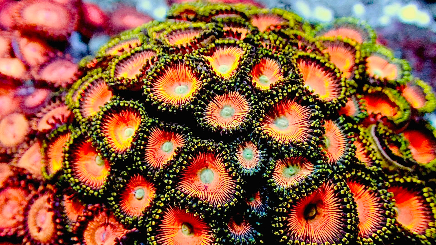 Peaches zoas 1” frag (2+ polyps)