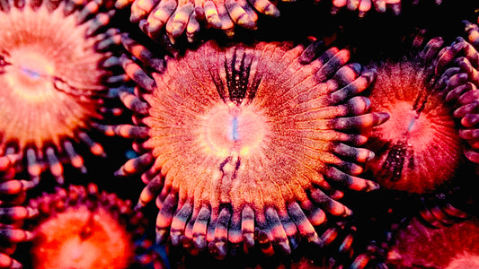 Sakura zoas 1” frag (3-5 polyps)