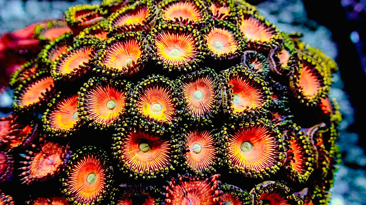 Peaches zoas 1” frag (2+ polyps)