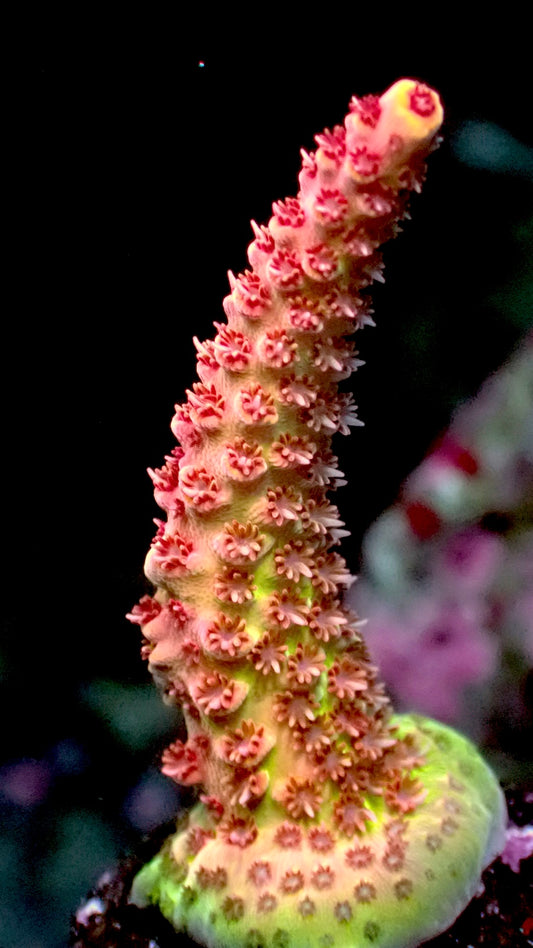 Red planet acro 1” frag