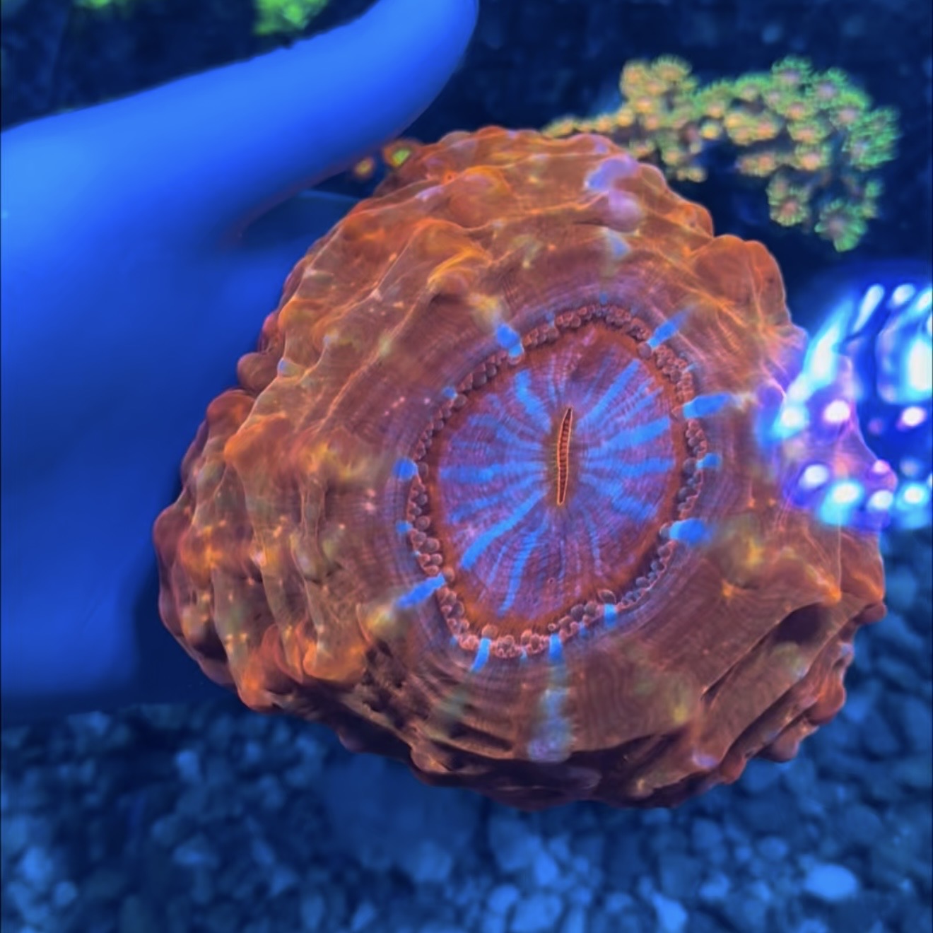 Blue mouth red Cynarina 4” WYSIWYG