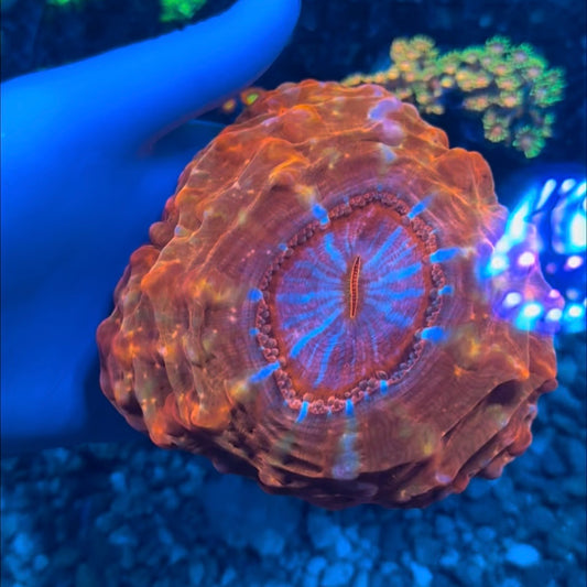 Blue mouth red Cynarina 4” WYSIWYG