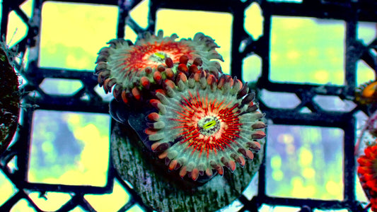 White zombie zoas 1” fag (2+ polyps)