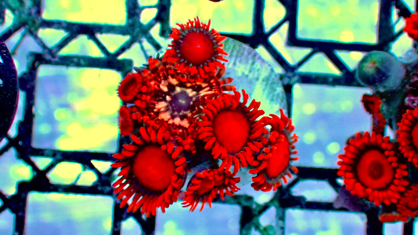 Utter chaos in bambam zoas 1” WYSIWYG