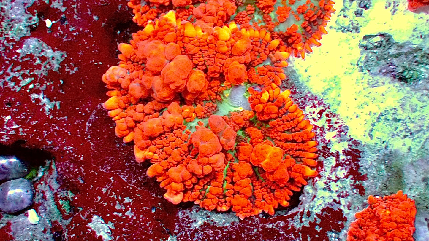 Raunchy red bounce mushroom 1” frag