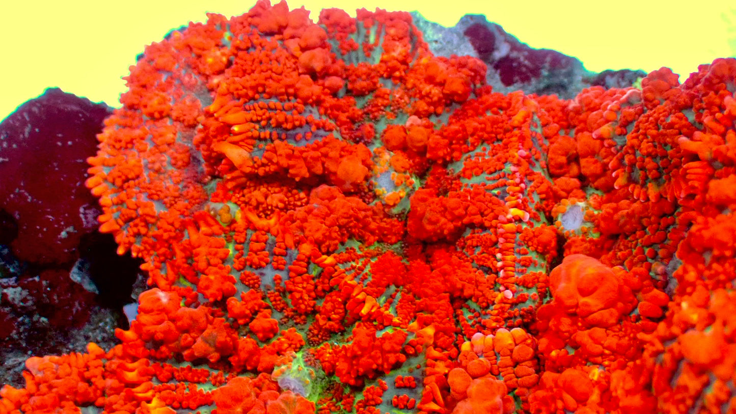 Raunchy red bounce mushroom 1” frag