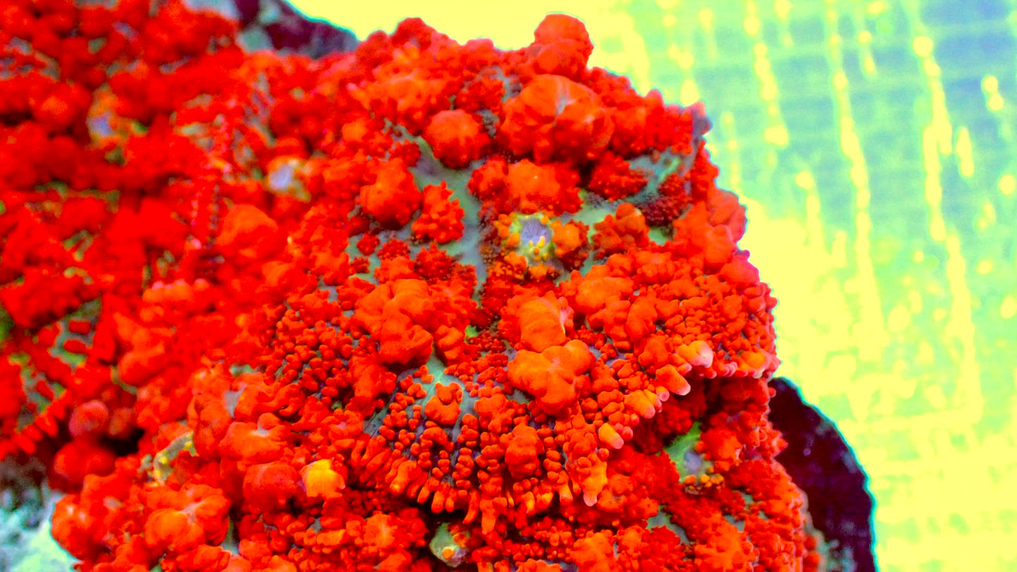 Raunchy red bounce mushroom 1” frag