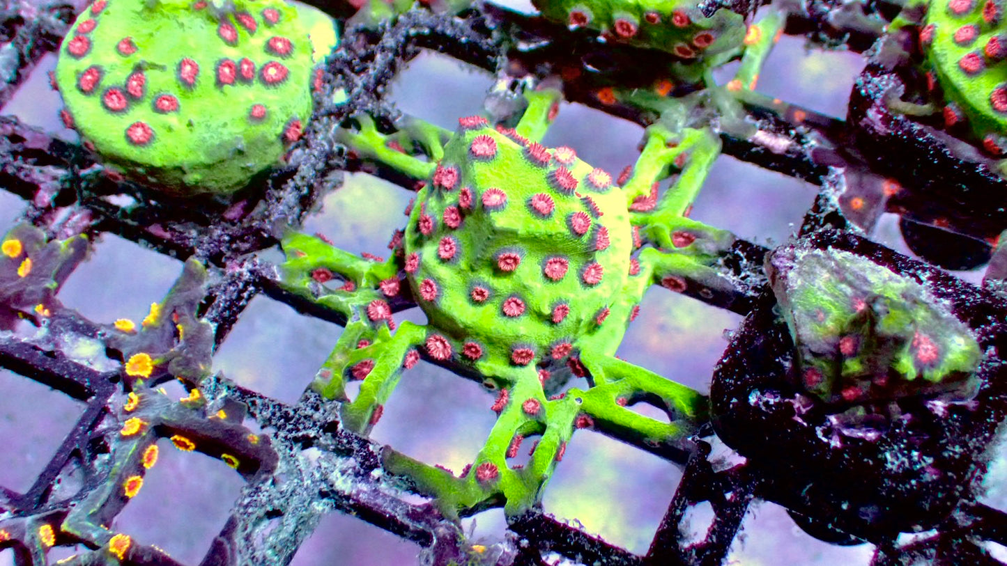 Jingle bell cyphastrea 1” frag