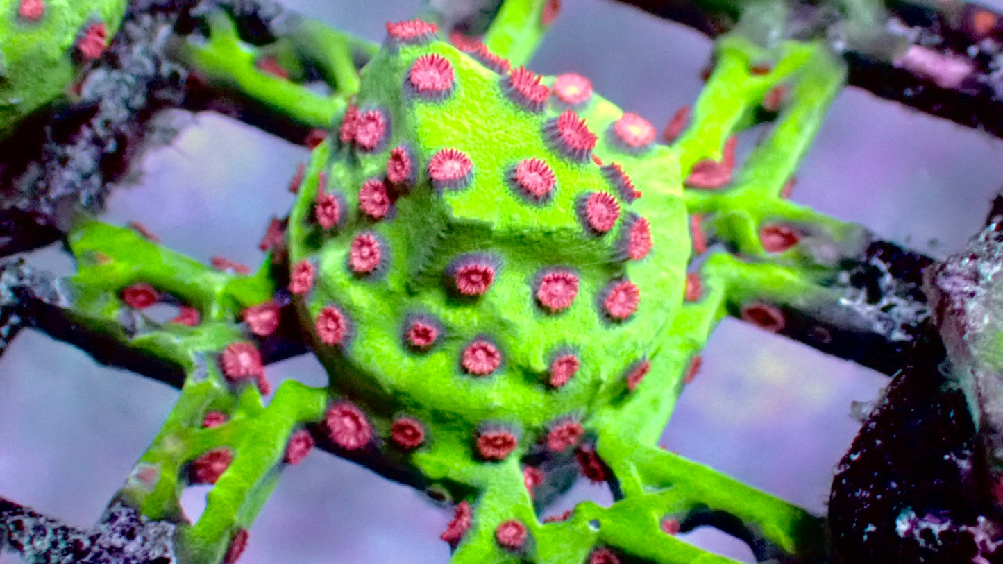 Jingle bell cyphastrea 1” frag
