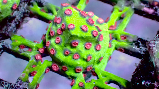 Jingle bell cyphastrea 1” frag