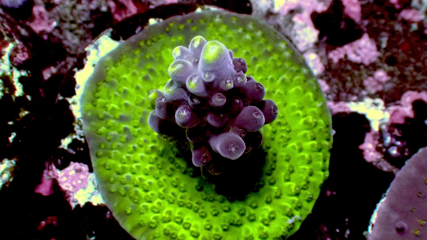 Purple nurple acro 1” frag