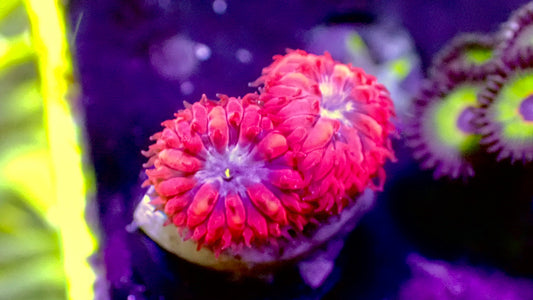 Blue raven blasto 2 heads 1” frag