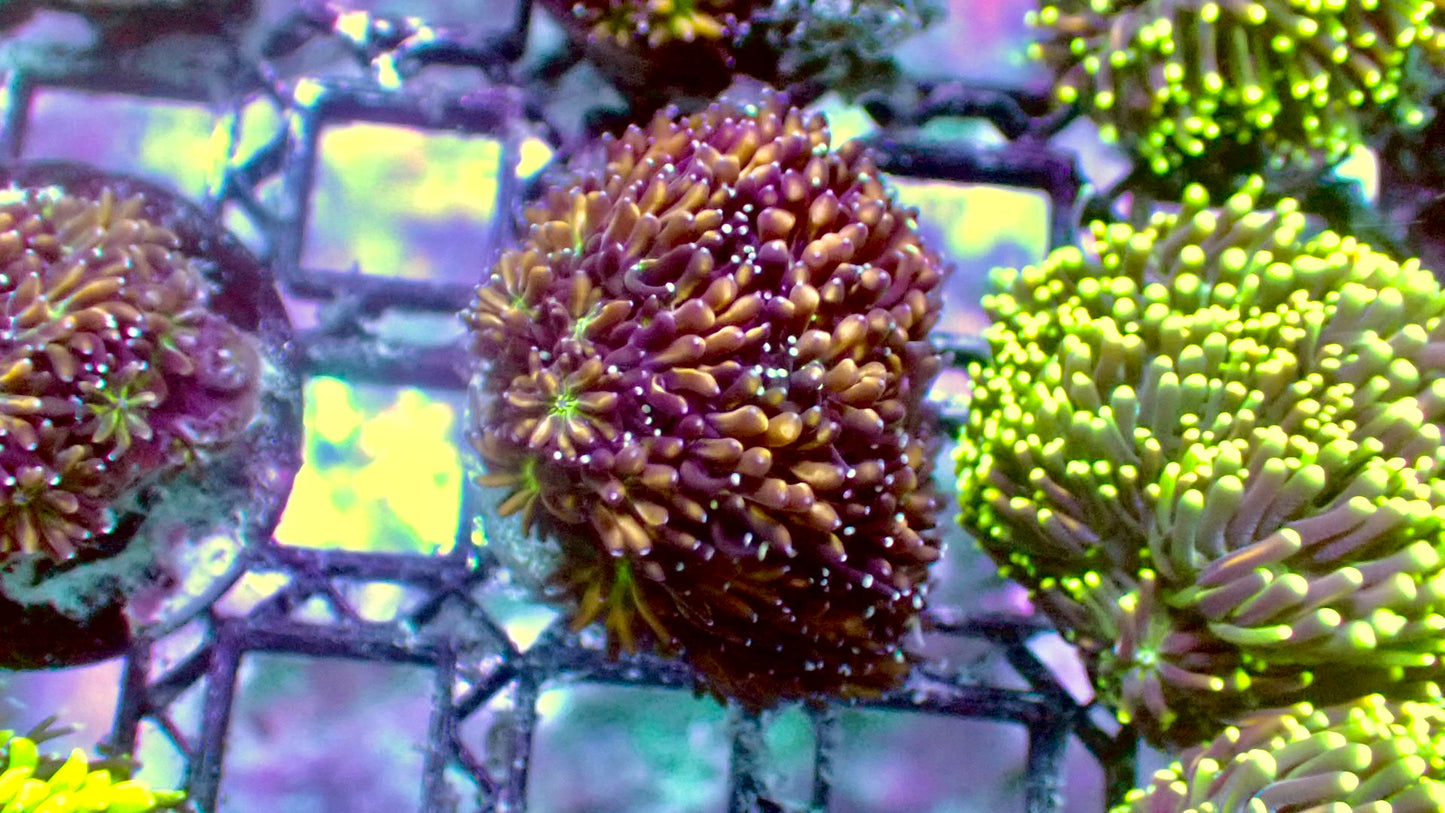 Gold galaxea 1” frag