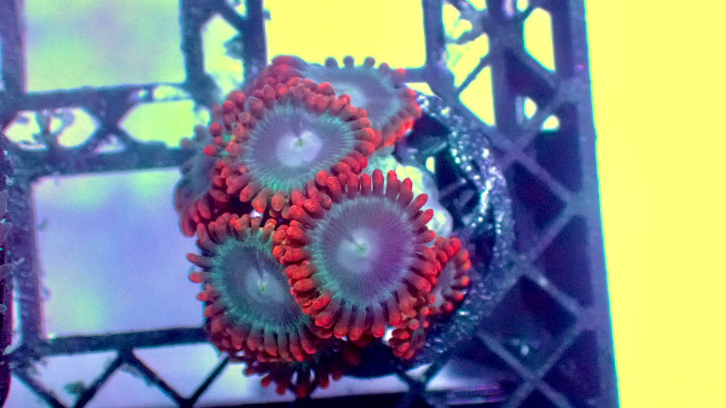 Captain falcon zoas 1” frag