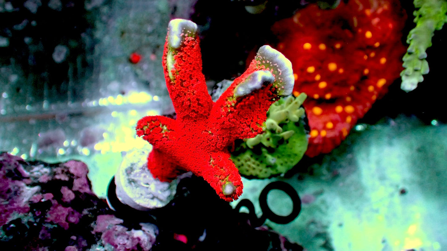 Forest fire Digitata 1” frag