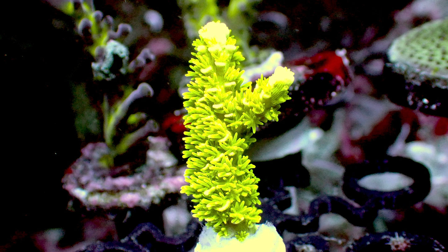 Neon Yellow acro 1” frag