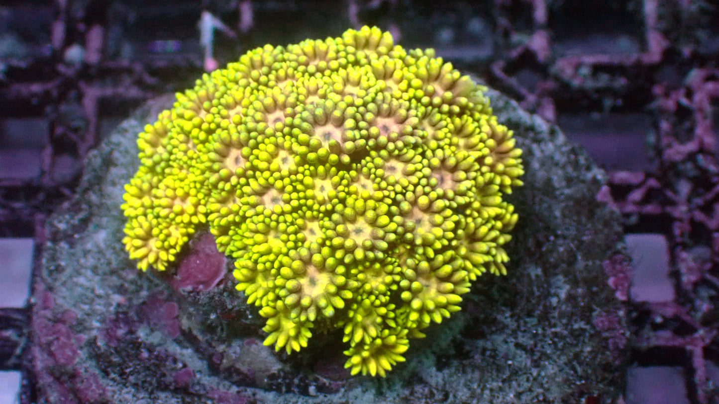 Rainbow short polyp Goni 2” mini colony WYSIWYG
