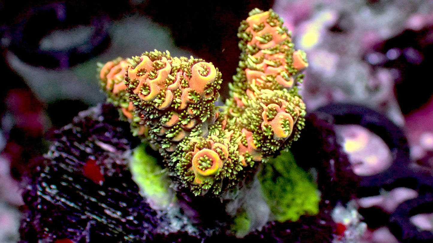 Peach millepora 1” frag