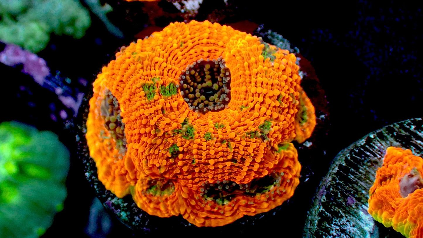 Orange crush Acan Echinata 1” frag