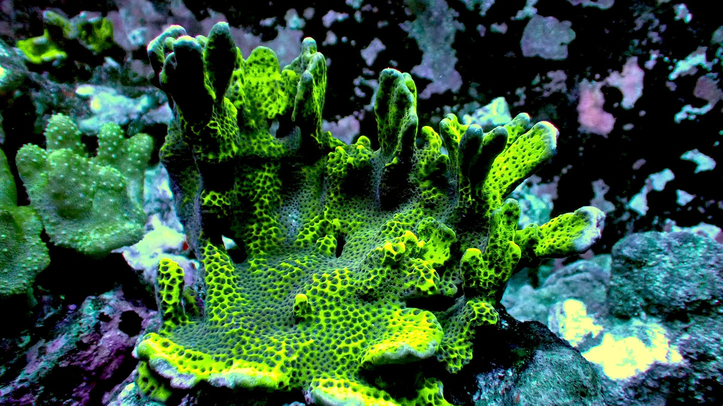 Green Giant Montipora confusa