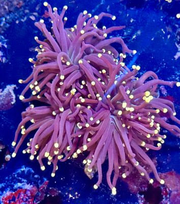 Pink tip hurricane torch 1 head 1” frag