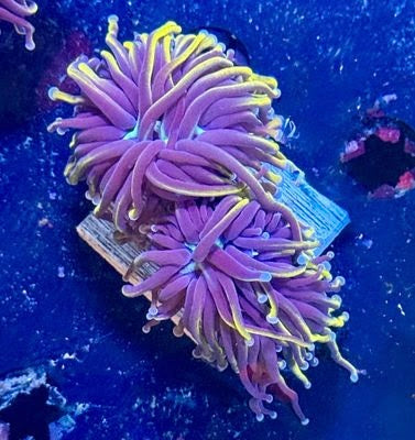 Wolverine torch 1 head 1” frag