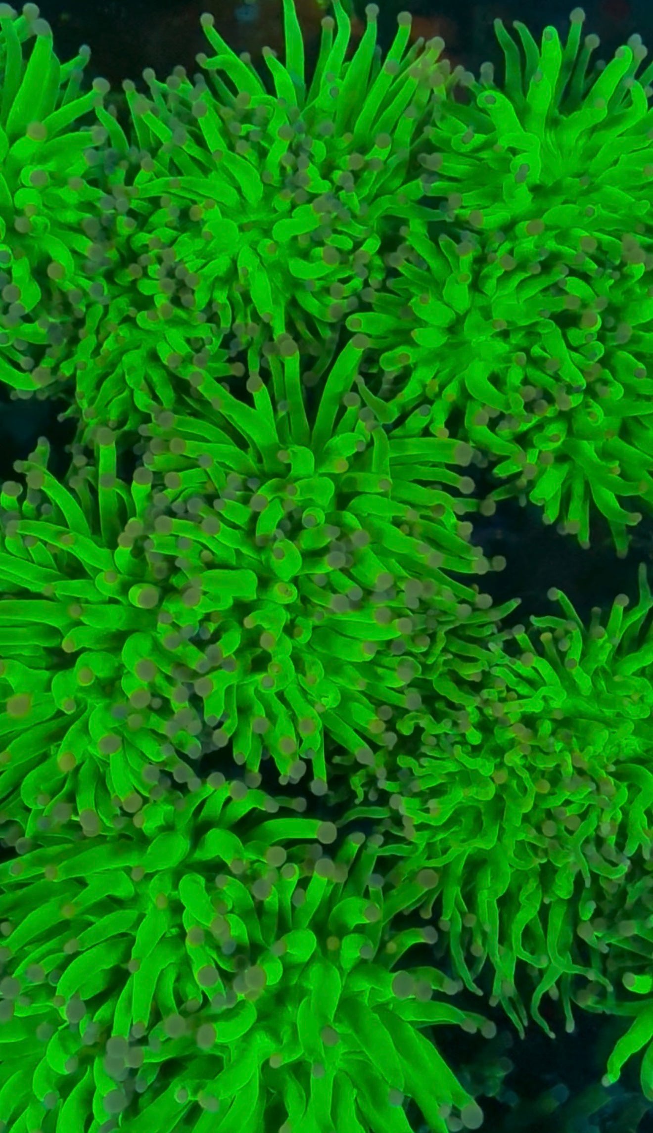 Cotton candy torch pink tips 1” frag