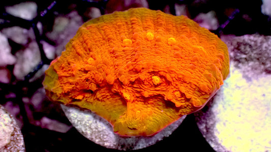 Orangeade chalice 1” frag