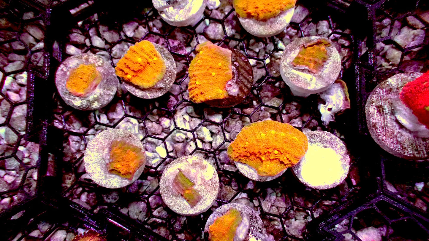 Orangeade chalice 1” frag