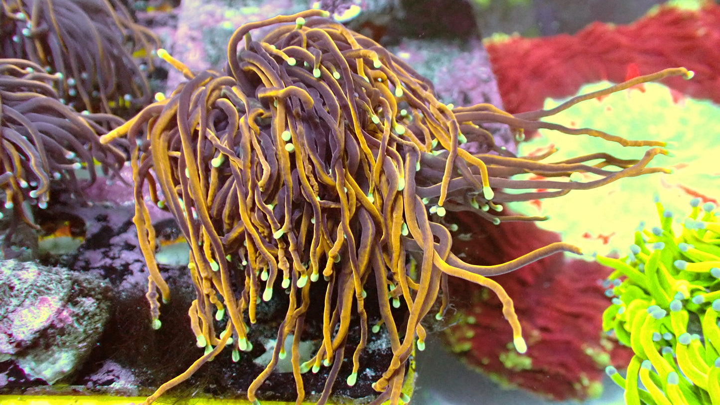 Indo gold torch 1” frag