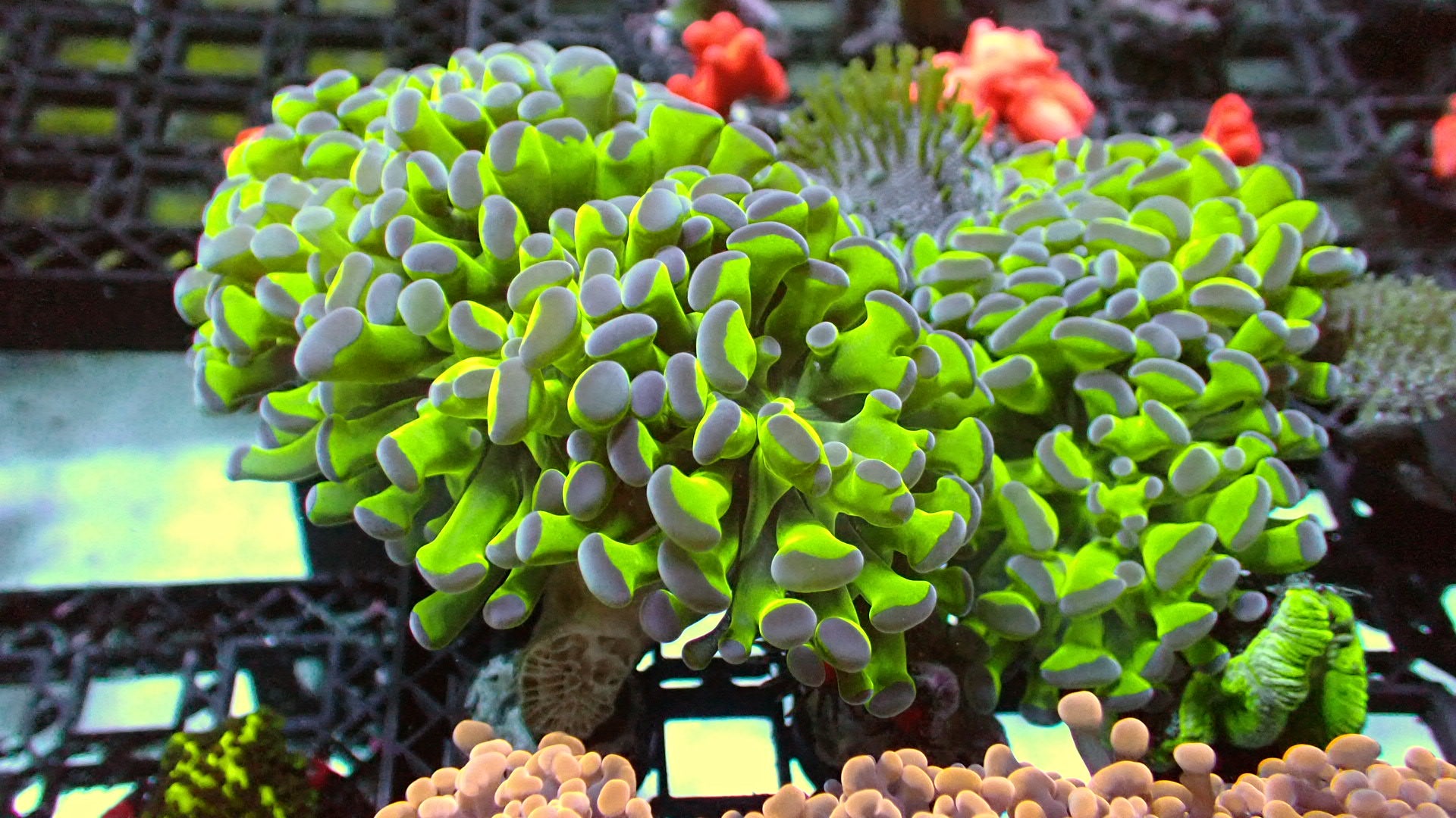 Bi-color hammer 1” frag (1 head) – Reef To Go