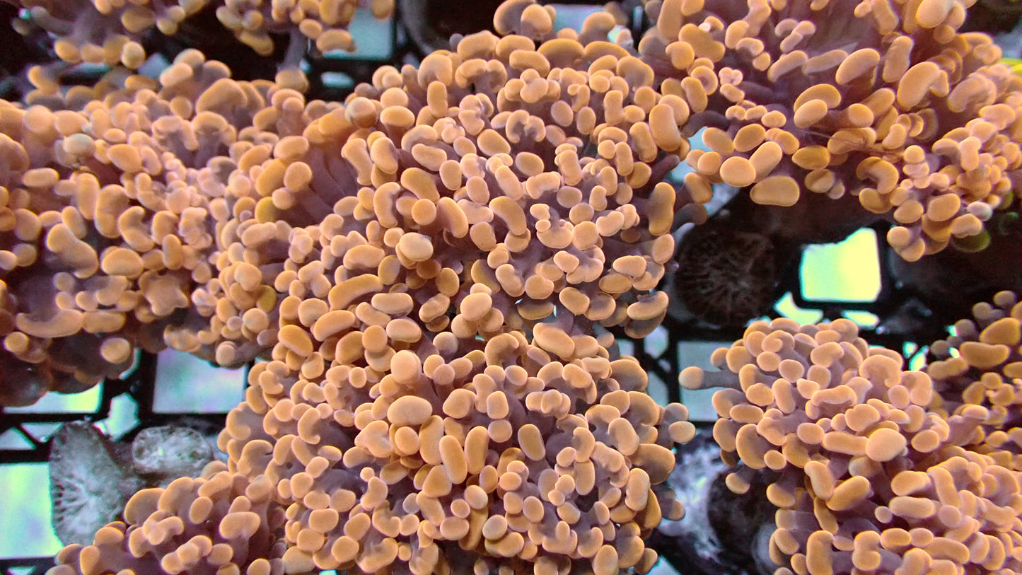 Orange/pink hammers 1” frag