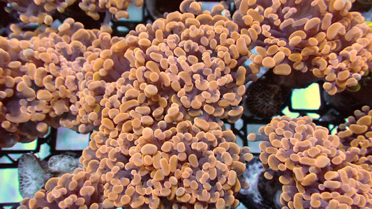 Orange/pink hammers 1” frag