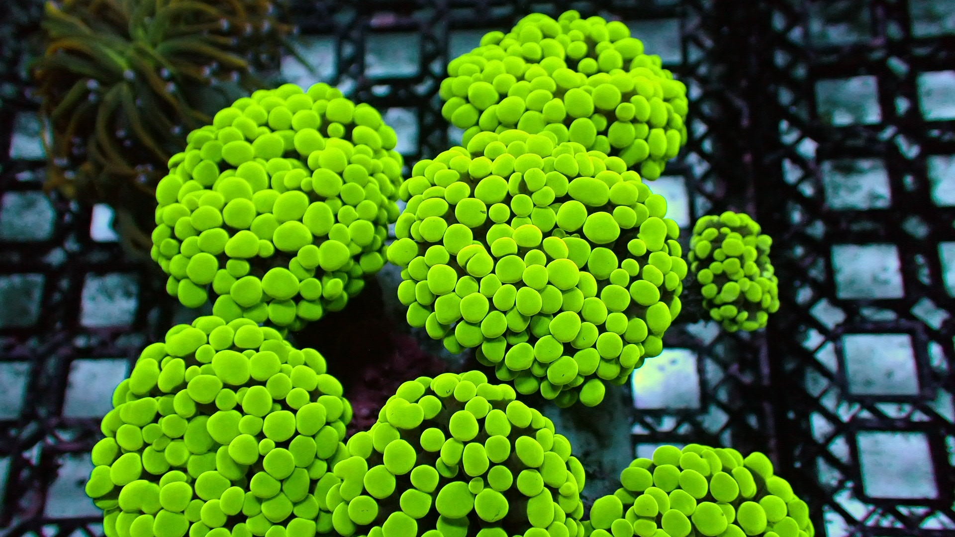 Lemon drop hammers 1” frag (1 head) – Reef To Go