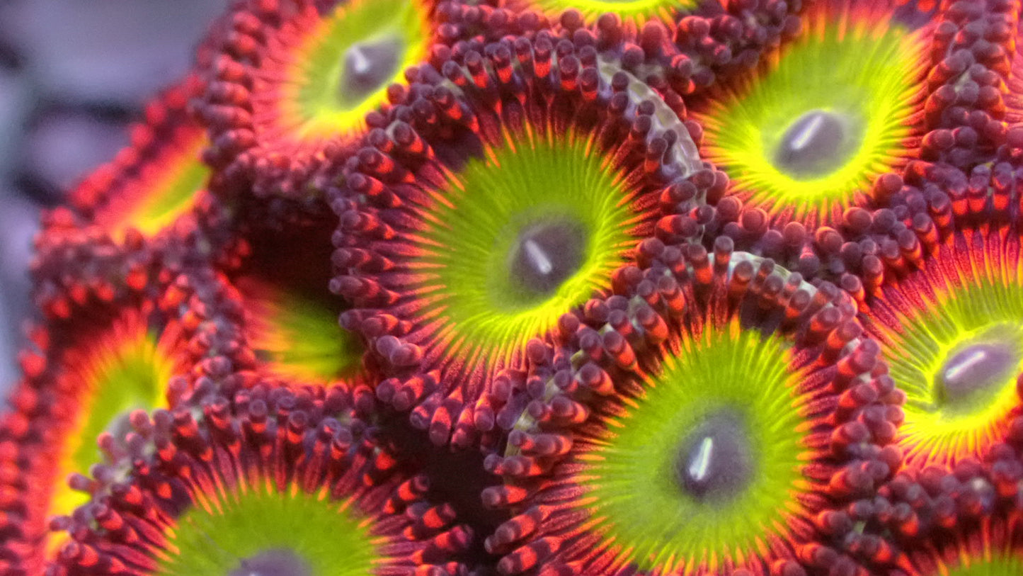 Candy apple red 1” frag (3+ heads)