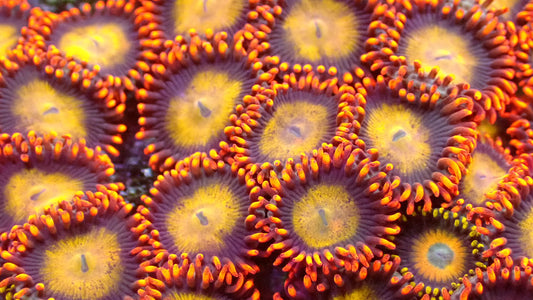 Mandarin zoas 1” frag (3-5 heads)