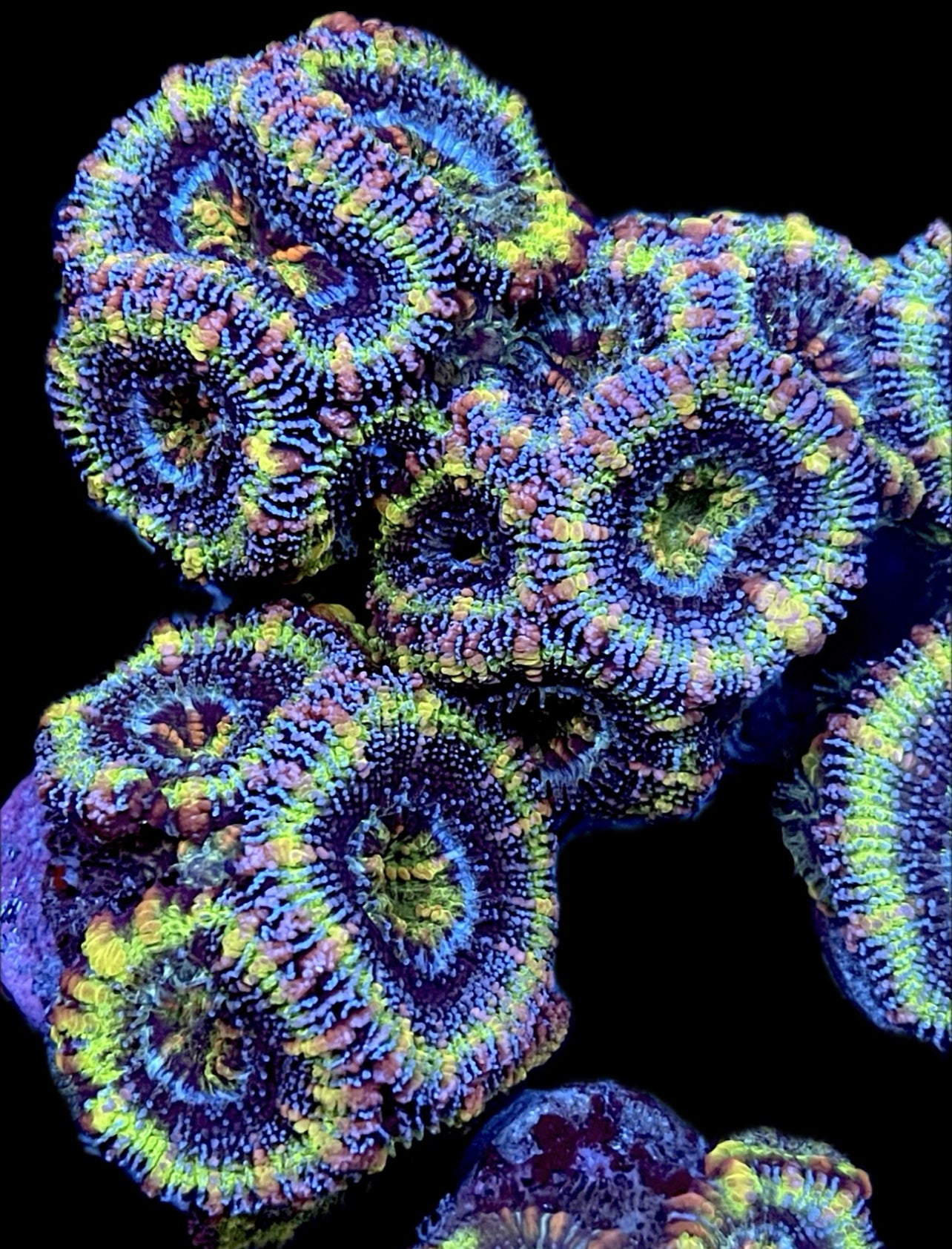 Prismatic Acans lords 1” frag