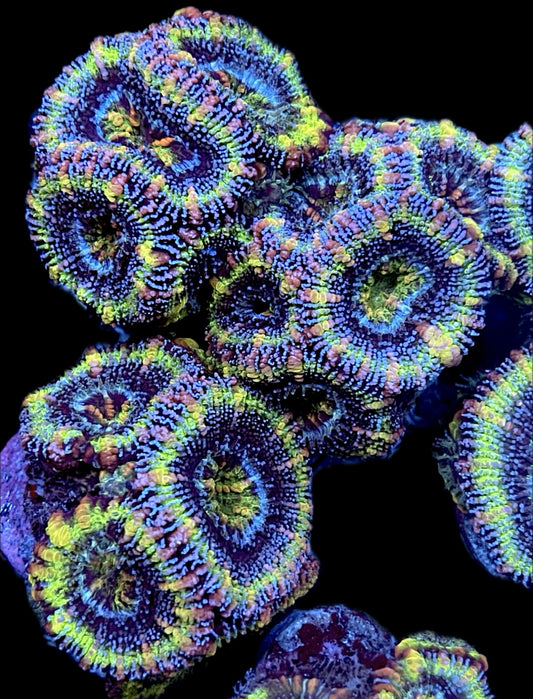 Prismatic Acans lords 1” frag